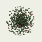 ACAENA-4-ans-acene-herbe-a-crochets-lumion-fbx-vegetation-3d-plante