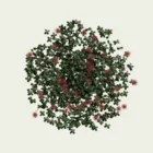 ACAENA-5-ans-acene-herbe-a-crochets-plante-fbx-lumion-studio-l4m-vegetation-3d