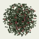 ACAENA-8-ans-acene-herbe-a-crochets-Lumion-fbx-studio-l4m-plante-vegetation-3d