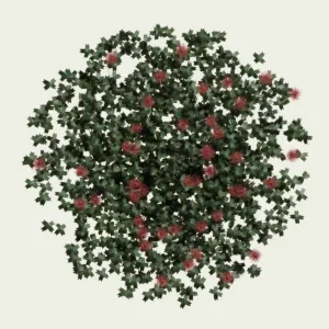ACAENA-8-ans-acene-herbe-a-crochets-Lumion-fbx-studio-l4m-plante-vegetation-3d
