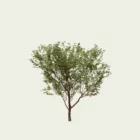 ACER-GRISEUM-erable-a-ecorce-de-papier-arbre-3d-vegetaux-Lumion-fbx-studio-l4m-18-ans