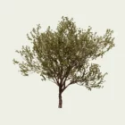 ACER-GRISEUM-vegetaux-3d-erable-a-ecorce-de-papier-l4m-studio-fbx-Lumion-23-ans