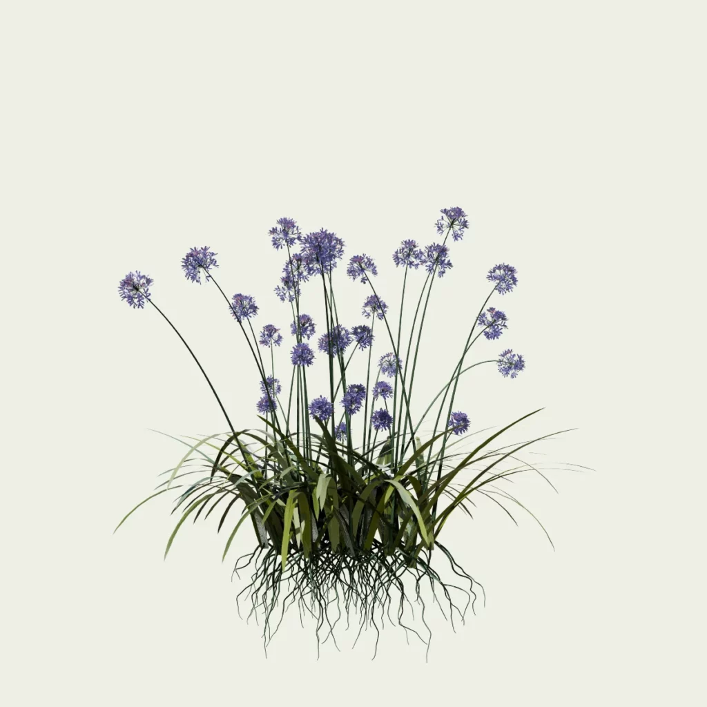 AGAPANTHUS AFRICANUS-agapanthe-afrique-Lumion-vegetaux-3d-fbx-Lumion-studio-l4m-6-ans