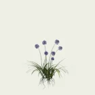 AGAPANTHUS-AFRICANUS-agapanthe-afrique-plante-lumion-fbx-studio-l4m-vegetaux-3d-3-ans