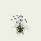 AGAPANTHUS-AFRICANUS-agapanthe-afrique-vegetaux-3d-lumion-fbx-plante-5-ans