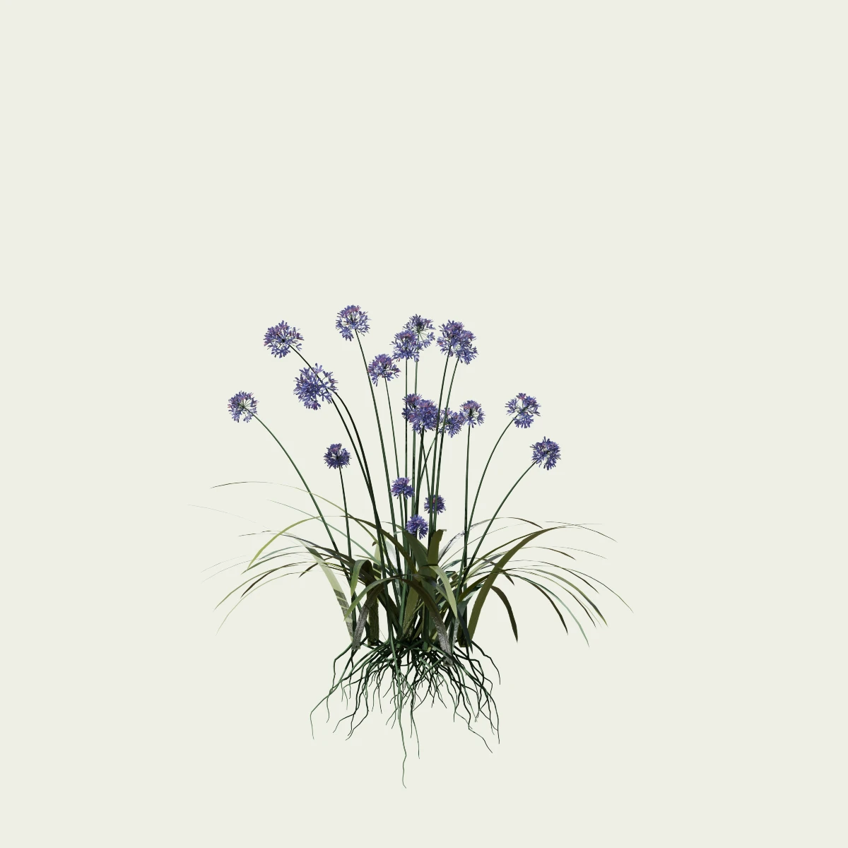 AGAPANTHUS-AFRICANUS-agapanthe-afrique-vegetaux-3d-lumion-fbx-plante-5-ans