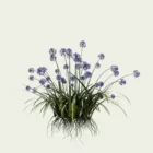AGAPANTHUS-AFRICANUS-agapanthe-afrique-vegetaux-plante-3d-lumion-fbx-studio-l4m-8-ans