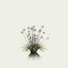ALLIUM-SATIVUM-ail-cultive-plante-vegetaux-3d-lumion-fbx-studio-l4m-4-ans