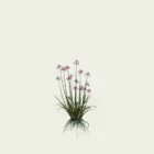 ALLIUM-SATIVUM-ail-cultive-vegetaux-plante-3d-lumion-fbx-studio-l4m-3-ans