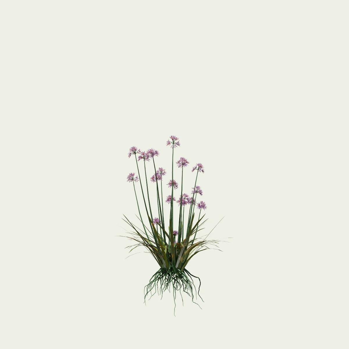 ALLIUM-SATIVUM-ail-cultive-vegetaux-plante-3d-lumion-fbx-studio-l4m-3-ans