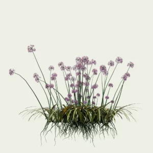 ALLIUM-SATIVUM-ail-lumion-fbx-studio-l4m-vegetation-3d-plante-6-ans