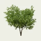 ARBUTUS-UNEDO-arbre-a-fraises-arbousier-l4m-studio-fbx-Lumion-25-ans