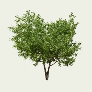 ARBUTUS-UNEDO-arbre-a-fraises-arbousier-l4m-studio-fbx-Lumion-25-ans