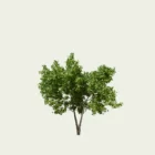 ARBUTUS-UNEDO-arbuste-arbre-a-fraise-arbuste-Lumion-fbx-studio-L4M-8-ans