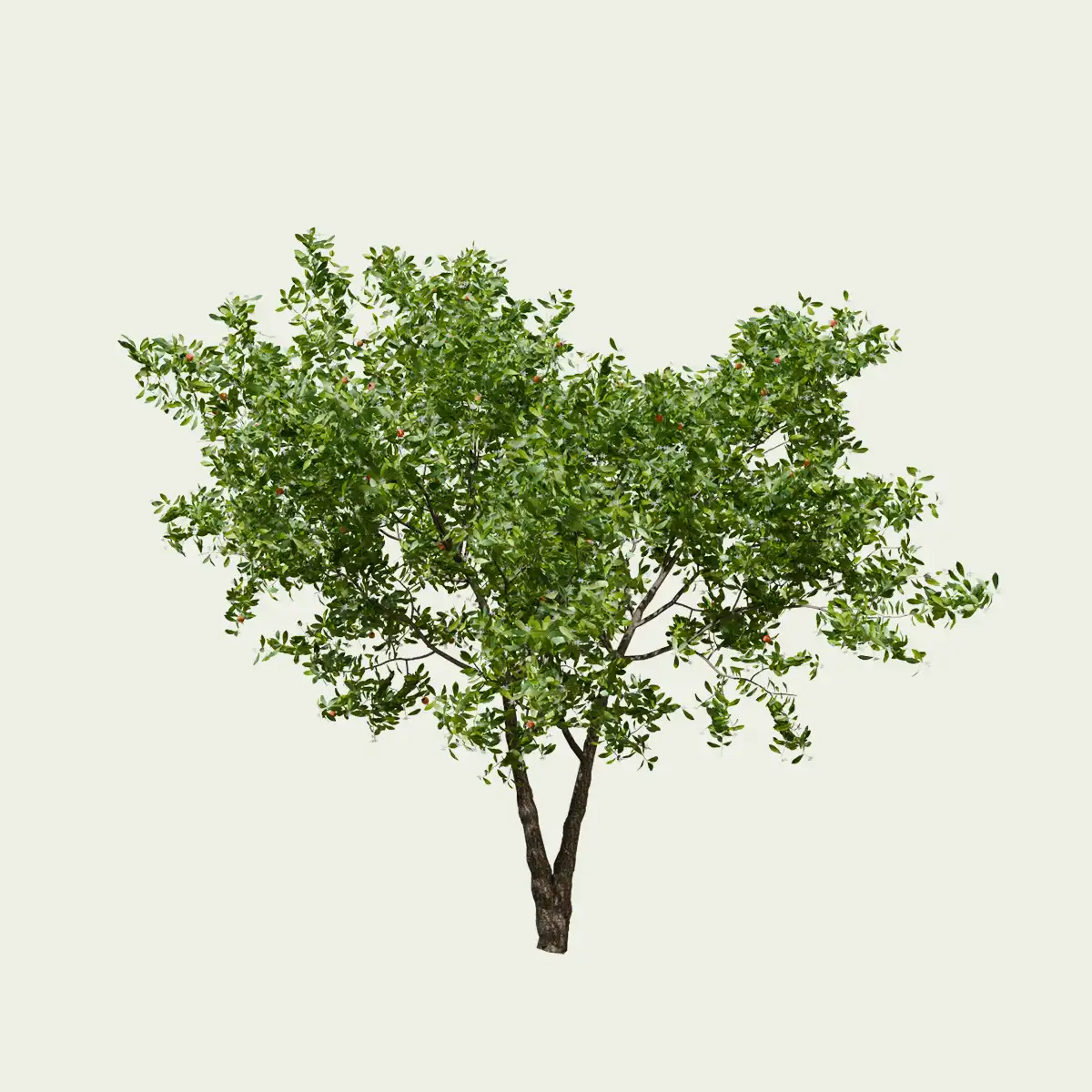 ARBUTUS-UNEDO-arbuste-arbre-a-fraises-arbousier-Lumion-fbx-studio-L4M-15-ans