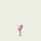 Acer-palmatum-petit-arbre-rouge-erable-du-japon-rouge-vegetation-3d-studio-l4m-lumion-fbx-2-ans-4-ans-3-ans