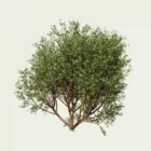 Arbousier-marina-arbutus-marina-arbre-modelisation-production-3D-studio-l4m-fbx-lumion-vert
