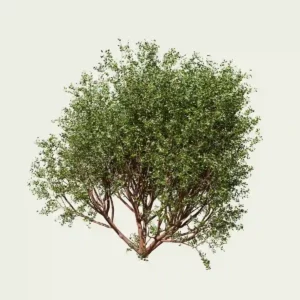 Arbousier-marina-arbutus-marina-arbre-modelisation-production-3D-studio-l4m-fbx-lumion-vert