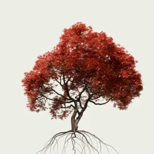 Arbre-rouge-modele-3D-vegetation-acer-palmatum-erable-du-japon-arbre-studio-l4m-fbx-lumion-18-ans