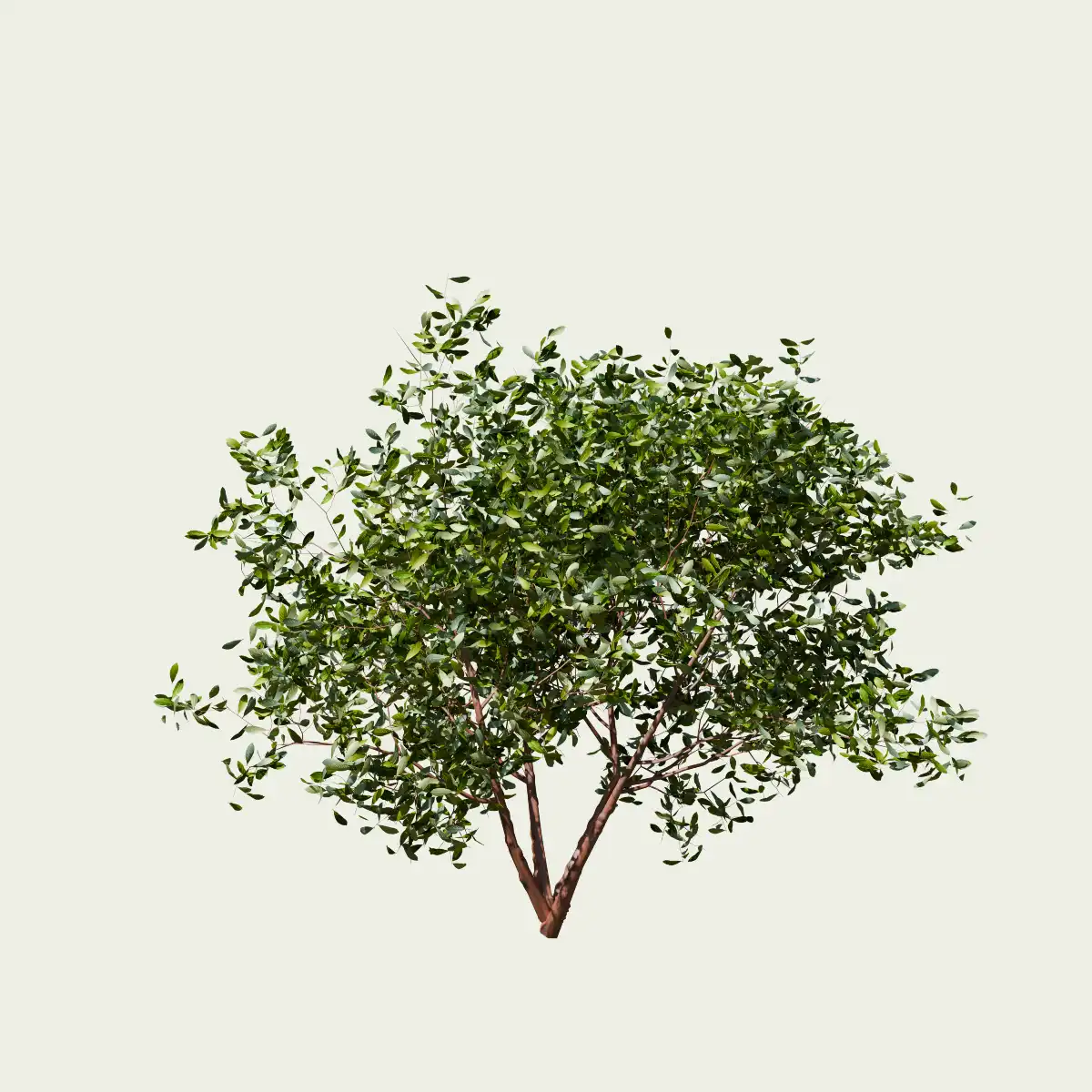 Arbutus-marina-arbousier-de-marina-arbre-3d-studio-l4m-fbx-lumion-vegetation-3d