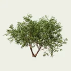 Arbutus-marina-arbousier-de-marina-arbre-3d-vegetaux-vegetation-studio-l4m-lumion-fbx