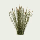 Arundo-donax-canne-de-provence-graminee-robuste-region-mediterraneennes-lumion-fbx-studio-l4m-vegetatation-3D-2-ans