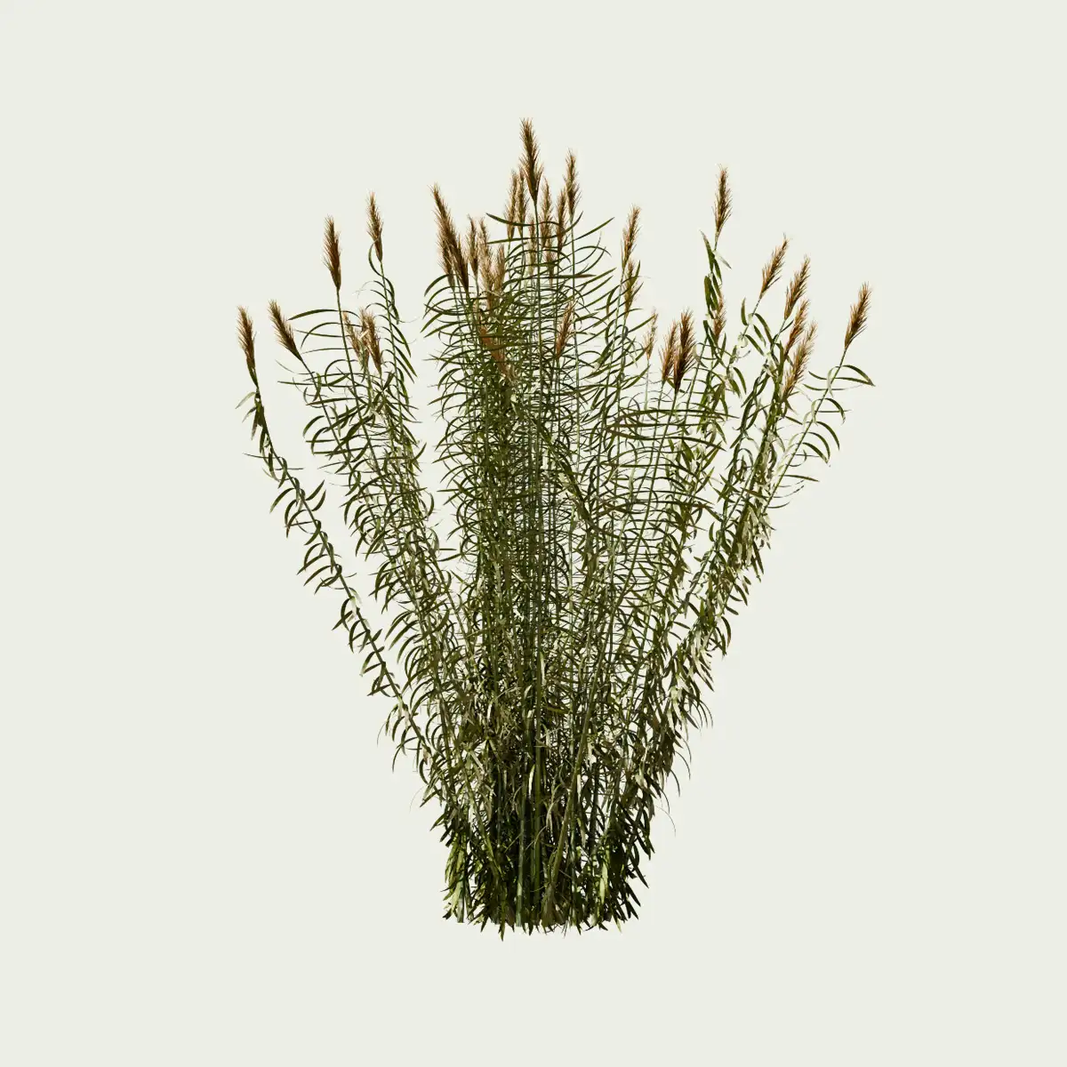 Arundo-donax-canne-de-provence-graminee-robuste-region-mediterraneennes-lumion-fbx-studio-l4m-vegetatation-3D-2-ans