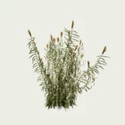 Arundo-donax-vegetation-3d-modele-canne-de-provence-studio-L4m-lumion-fbx-graminee-zone-humide-famille-poaceae-vert-moyen-1an