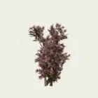 BOUGAINVILLEA-SPECTABILIS-bougainvillier-Lumion-fbx-Lumion-studio-l4m-arbuste-vegetaux-3d-10-ans