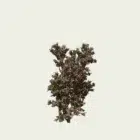 BOUGAINVILLEA-SPECTABILIS-bougainvillier-arbuste-lumion-fbx-studio-l4m-vegetaux-3d-5-ans