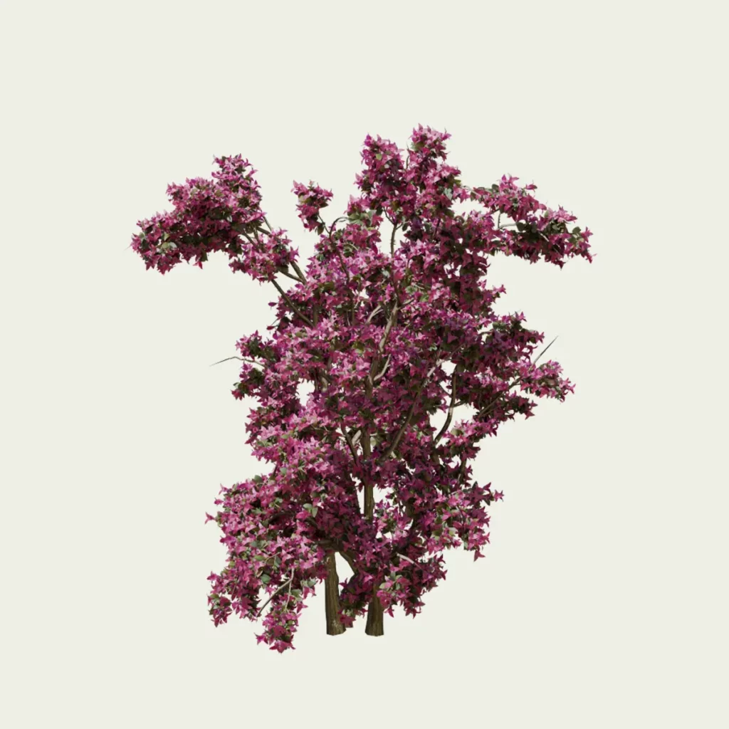 BOUGAINVILLEA-SPECTABILIS-bougainvillier-studio-l4m-vegetation-3d-lumion-fbx-15-ans