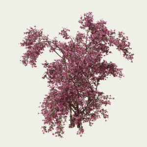 BOUGAINVILLEA-SPECTABILIS-bougainvillier-vegetaux-3d-Lumion-fbx-studio-l4m-25-ans