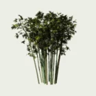 Bambou-bambusa-arundinacea-graminee-vegetation-3d-lumion-fbx-studio-l4m-paysagiste