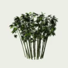 Bambou-bambusa-arundinacea-graminee-vegetation-3d-modele-lumion-fbx-studio-l4m