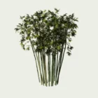 Bambou-bambusa-arundinacea-graminee-vegetation-3d-modele-lumion-fbx-studio-l4m-feuilles