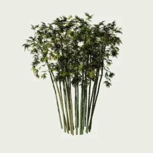 Bambou-bambusa-arundinacea-graminee-vegetation-3d-modele-lumion-fbx-studio-l4m-feuilles