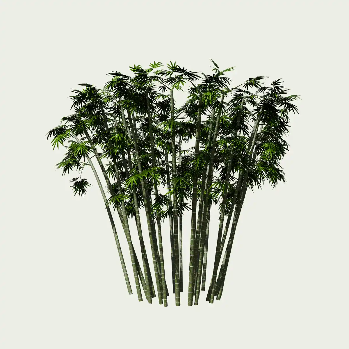 Bambou-bambusa-arundinacea-graminee-vegetation-3d-modele-lumion-fbx-studio-l4m