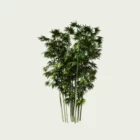 Bambusa-ventricosa-Bambou-ventre-de-bouddha-Lumion-fbx-studio-l4m-modeles