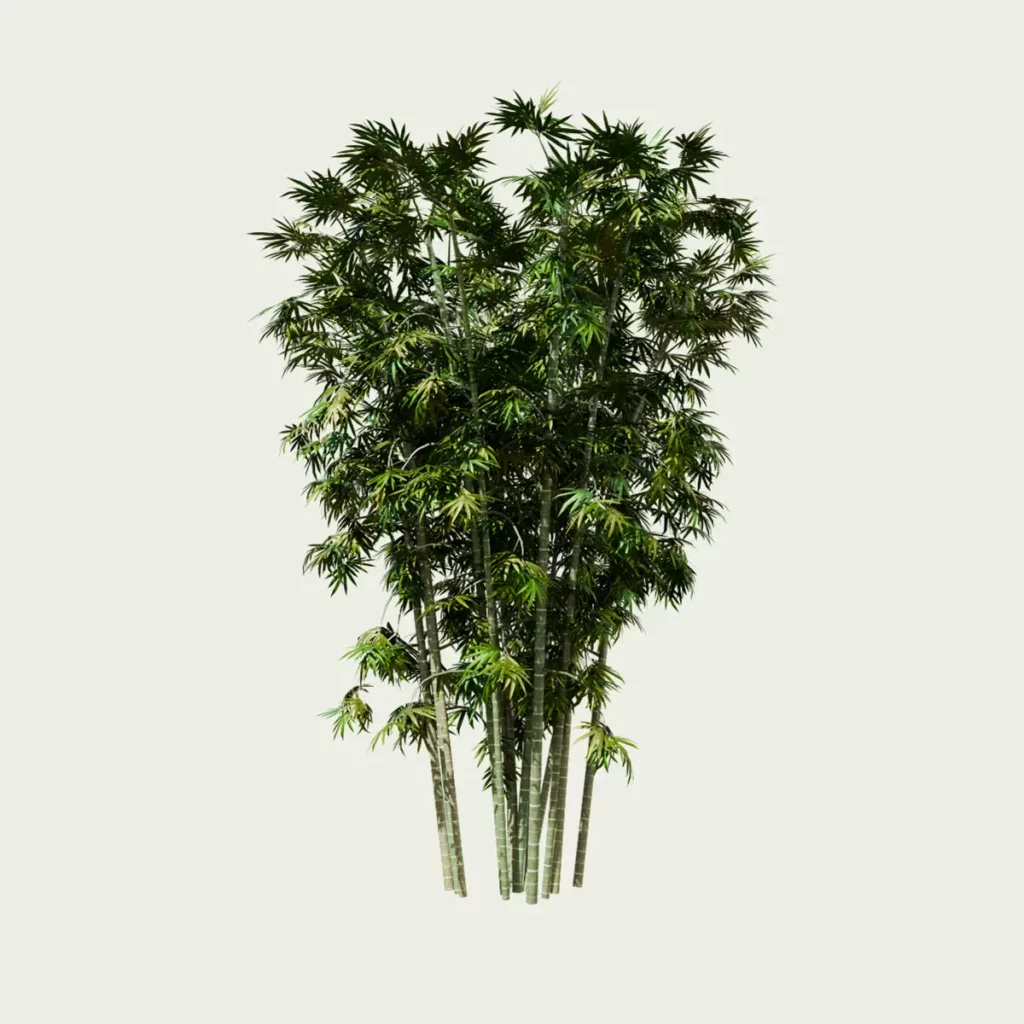 Bambusa-ventricosa-Bambou-ventre-de-bouddha-studio-l4m-lumion