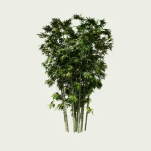 Bambusa-ventricosa-Bambou-ventre-de-bouddha-studio-l4m-lumion