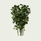 Bambusa-vulgaris-bambou-commun-graminee-vegetation-3d-modele-variante-lumion-fbx-studio-l4m-amenagement-exotique-8ans