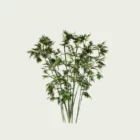 Bambusa-vulgaris-bambou-commun-tiges-epaisse-vegetation-3d-modele-variante-lumion-fbx-studio-l4m-amenagement-exotique-4-ans