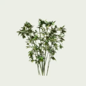 Bambusa-vulgaris-bambou-commun-tiges-epaisse-vegetation-3d-modele-variante-lumion-fbx-studio-l4m-amenagement-exotique-4-ans