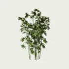 Bambusa-vulgaris-bambou-commun-vegetation-3d-graminee-studio-l4m-fbx-lumion-asie-du-sud-asie-sud-est-amenagement-exotique-5ans