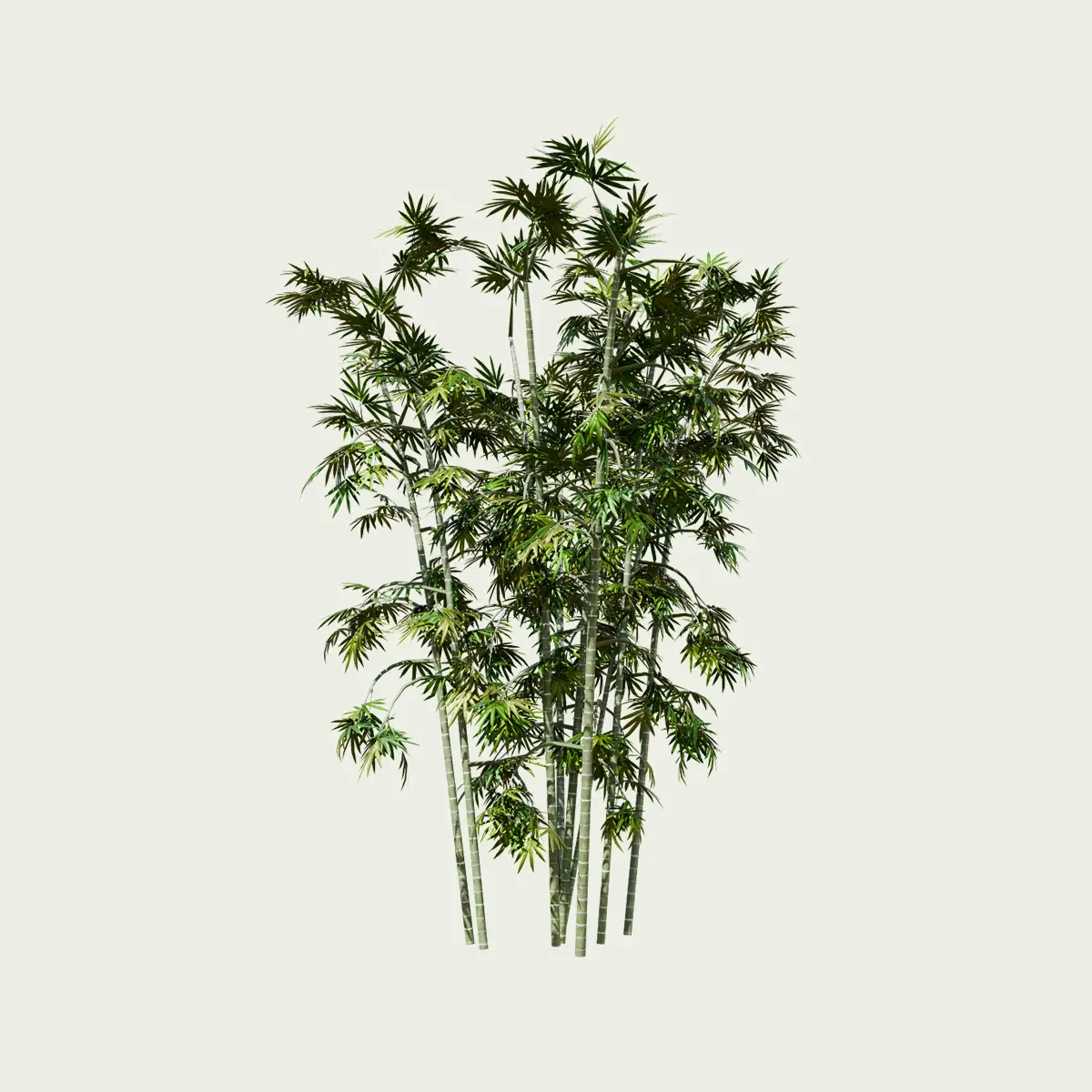 Bambusa-vulgaris-bambou-commun-vegetation-3d-graminee-studio-l4m-fbx-lumion-asie-du-sud-asie-sud-est-amenagement-exotique-5ans