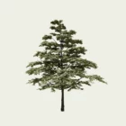 CORNUS-ALTERNIFOLIA-GOLDEN-SHADOW-Cornouiller-a-feuilles-alternes-Lumion-fbx-vegetaux-3D-18-ans