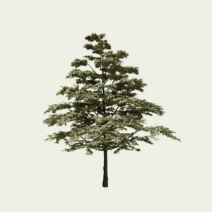 CORNUS-ALTERNIFOLIA-GOLDEN-SHADOW-Cornouiller-a-feuilles-alternes-Lumion-fbx-vegetaux-3D-18-ans
