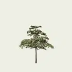 CORNUS-ALTERNIFOLIA-GOLDEN-SHADOW-cornouiller-a-feuilles-alternes-Lumion-fbx-vegetaux-3d-studio-l4m-8-ans