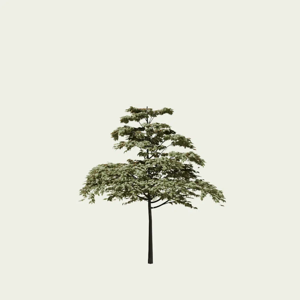CORNUS-ALTERNIFOLIA-GOLDEN-SHADOW-cornouiller-a-feuilles-alternes-Lumion-fbx-vegetaux-3d-studio-l4m-8-ans