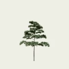 CORNUS CONTREVERSA PAGODA 1-optimized